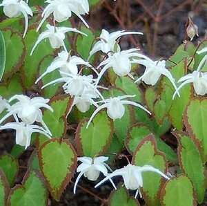 Epimedium grandiflorum P9 - afbeelding 2