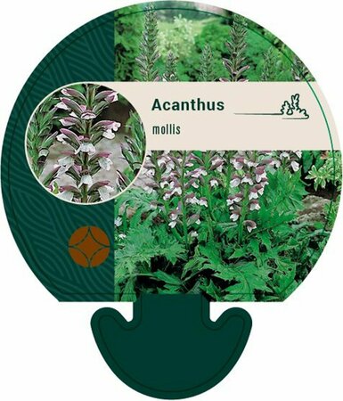 Acanthus mollis P9 - afbeelding 6