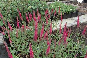 Veronica spicata 'Rotfuchs' P9