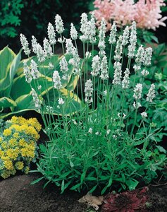 Lavandula intermedia 'Edelweiss' P9 - afbeelding 3