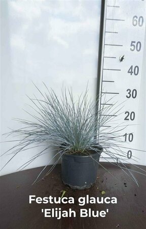 Festuca glauca 'Elijah Blue' P9 - afbeelding 3