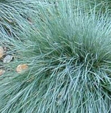 Festuca glauca 'Elijah Blue' P9 - afbeelding 5