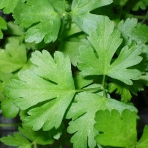 Petroselinum crispum P9 - afbeelding 2