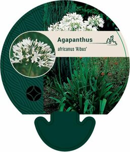 Agapanthus africanus 'Albus' P9 - afbeelding 1