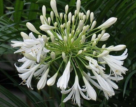 Agapanthus africanus 'Albus' P9 - afbeelding 2