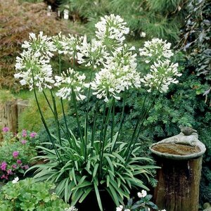 Agapanthus africanus 'Albus' P9 - afbeelding 3