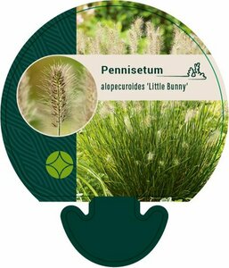 Pennisetum alopecuroides 'Little Bunny' P9 - afbeelding 12