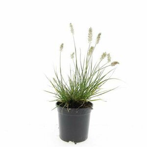 Pennisetum alopecuroides 'Little Bunny' P9 - afbeelding 5