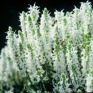 Salvia nemorosa 'Schneehügel' P9 - afbeelding 1
