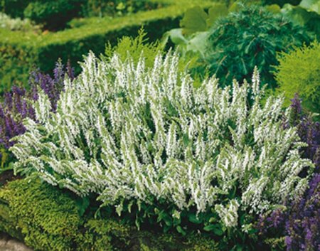 Salvia nemorosa 'Schneehügel' P9 - afbeelding 4