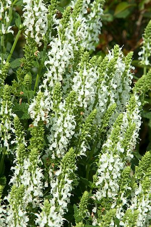 Salvia nemorosa 'Schneehügel' P9 - afbeelding 5