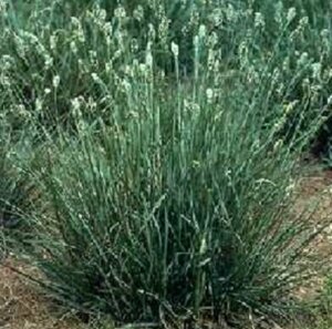 Sesleria caerulea P9 - afbeelding 4