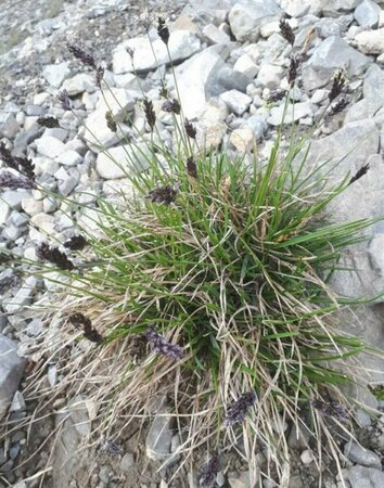 Sesleria caerulea P9 - afbeelding 1