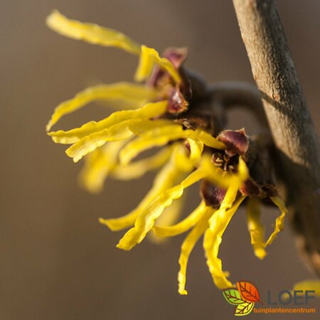 Hamamelis intermedia 'Arnold Promise' 60/80 C. - afbeelding 3