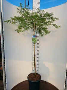 Acer palmatum 'Dissectum' 60/80 C. - afbeelding 3