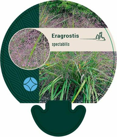 Eragrostis spectabilis P9 - afbeelding 1