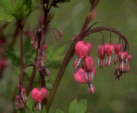 Dicentra spectabilis P9 - afbeelding 1