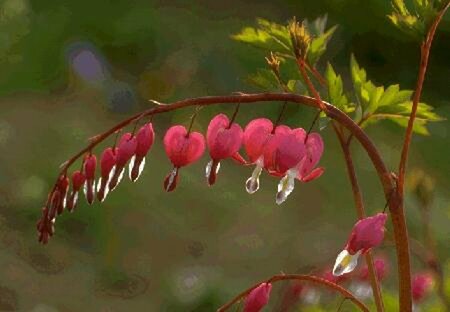 Dicentra spectabilis P9 - afbeelding 8