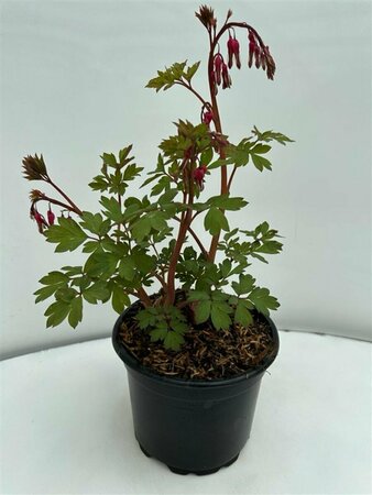 Dicentra spectabilis P9 - afbeelding 10