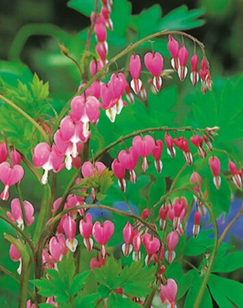 Dicentra spectabilis P9 - afbeelding 3