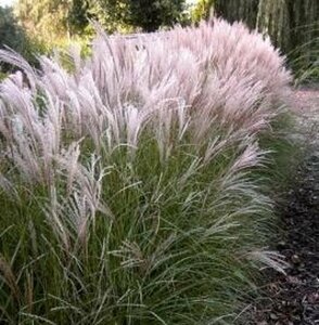 Miscanthus sinensis 'Kleine Silbersp.' C5 - afbeelding 7