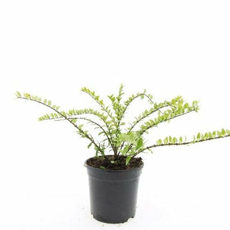 Lonicera nitida 'Maigrün' 30/40 C. Bol - afbeelding 12