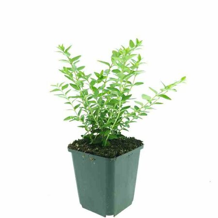 Lonicera nitida 'Maigrün' 30/40 C. Bol - afbeelding 11