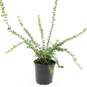 Lonicera nitida 'Maigrün' 30/40 C. Bol - afbeelding 6