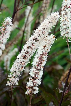Actaea simplex 'Black Negligee' P9 - afbeelding 2