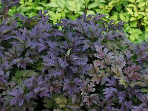 Actaea simplex 'Black Negligee' P9 - afbeelding 3