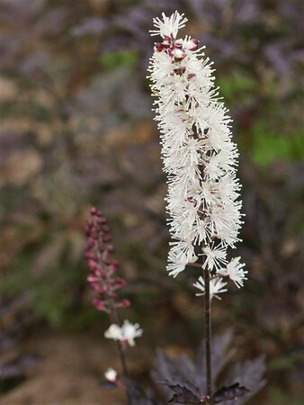 Actaea simplex 'Black Negligee' P9 - afbeelding 4