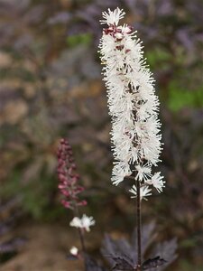 Actaea simplex 'Black Negligee' P9 - afbeelding 4