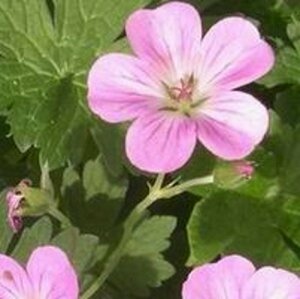 Geranium riversleaianum 'Mavis Simpson' P9 - afbeelding 4