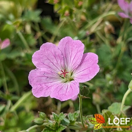 Geranium riversleaianum 'Mavis Simpson' P9 - afbeelding 2