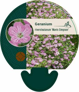 Geranium riversleaianum 'Mavis Simpson' P9 - afbeelding 3