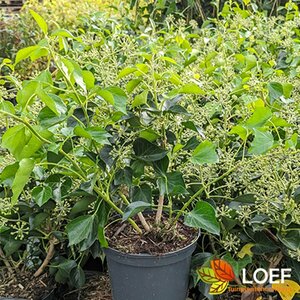 Hedera helix 'Arborescens' 30/40 C. - afbeelding 3