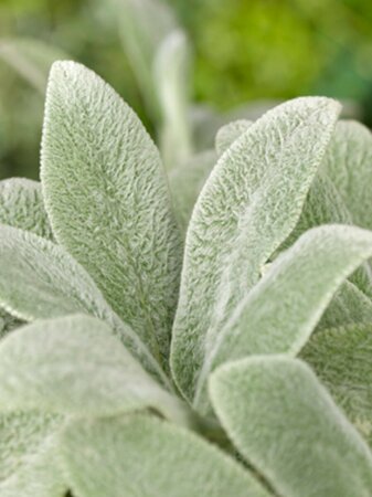 Stachys byzantina 'Silver Carpet' P9 - afbeelding 3