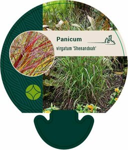 Panicum virgatum 'Shenandoah' P9 - afbeelding 2