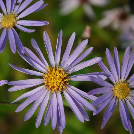 Aster macrophyllus 'Twilight' P9 - afbeelding 1