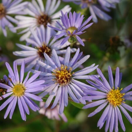 Aster macrophyllus 'Twilight' P9 - afbeelding 2
