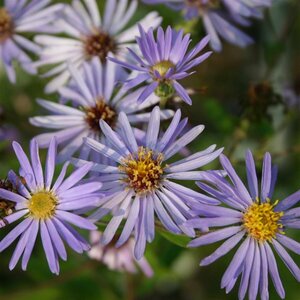 Aster macrophyllus 'Twilight' P9 - afbeelding 2