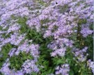 Aster macrophyllus 'Twilight' P9 - afbeelding 3