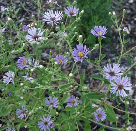 Aster macrophyllus 'Twilight' P9 - afbeelding 4