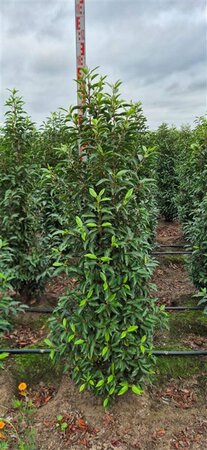Prunus lusitanica 'Angustifolia' 100/125 C. - afbeelding 5