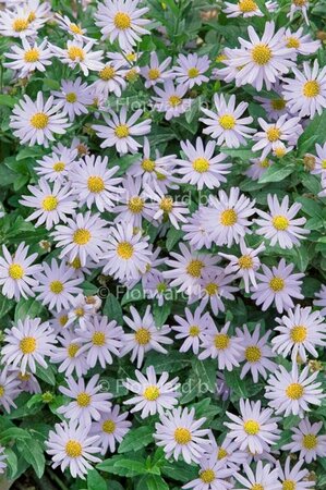 Kalimeris incisa 'Blue Star' P9 - afbeelding 2