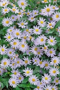 Kalimeris incisa 'Blue Star' P9 - afbeelding 2