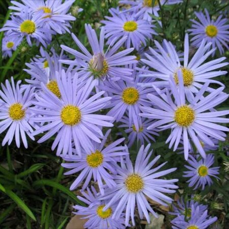 Kalimeris incisa 'Blue Star' P9 - afbeelding 4