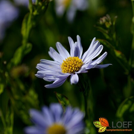 Kalimeris incisa 'Blue Star' P9 - afbeelding 1