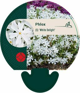 Phlox (S) 'White Delight' P9 - afbeelding 2