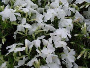 Phlox (S) 'White Delight' P9 - afbeelding 3